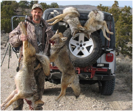 Breeding season coyotes