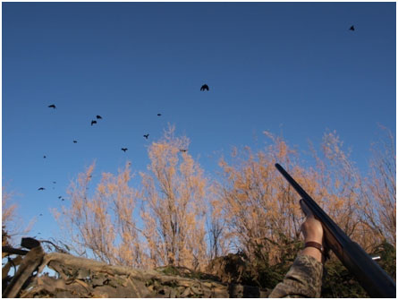 bob shooting a crow with a shotgun