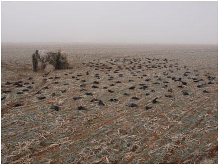 bob aronsohn