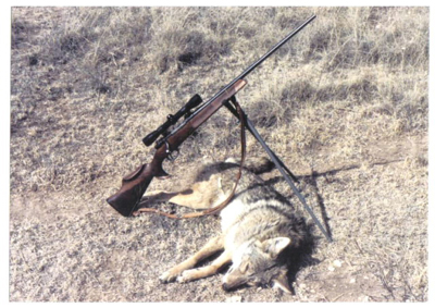 harvested coyote posed with a rifle on a bipod