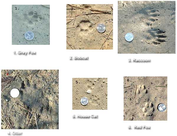 comparing footprints of different animals