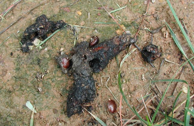 view of racoon scat