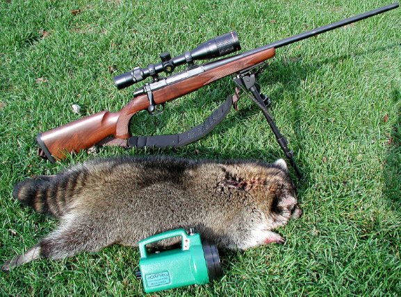 a dead raccoon posed with a foxpro game call and rifle