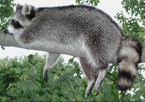 raccoon in a tree