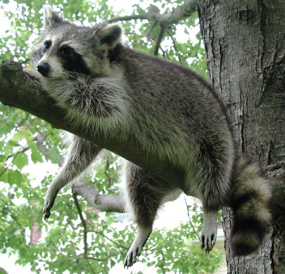 raccoon in a tree