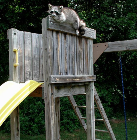 raccoon on a children's slide